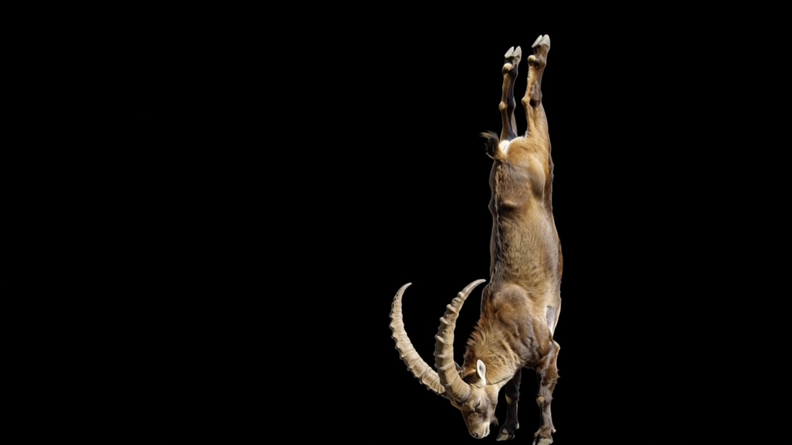 Simone Berti, Stambecco, 2026, video animation