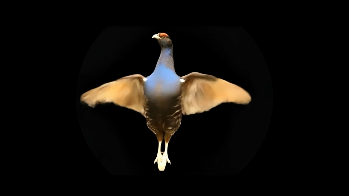 Simone Berti, Urogallo, 2026, holographic fan video