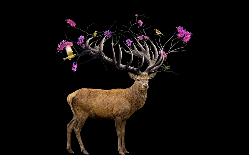 Simone Berti, Cervo, 2026, video animation